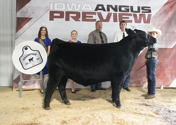 Reserve Grand Champion Steer