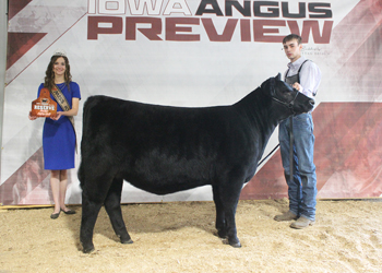 Reserve Senior Heifer Calf Champion