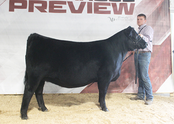 Reserve Late Junior Champion Heifer