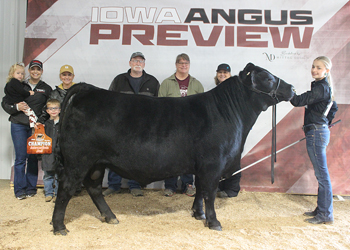 Intermediate Champion Bull