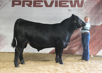 Reserve Senior Bull Calf Champion