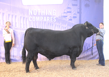 Reserve Senior Champion Bull