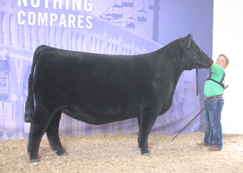 Senior Champion Female