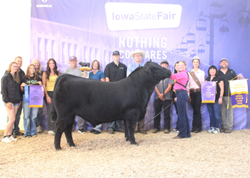 Grand Champion Bull