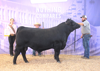 Reserve Intermediate Champion Bull