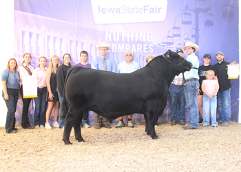Reserve Grand Champion Bull