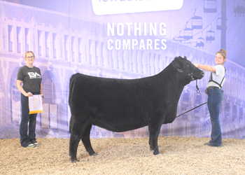 Reserve Junior Champion Heifer