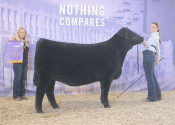 Intermediate Champion Heifer