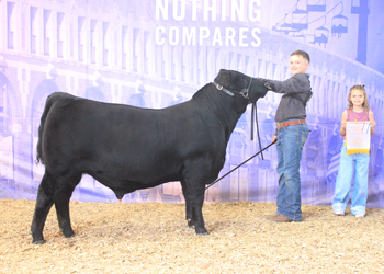 Reserve Senior Bull Calf Champion