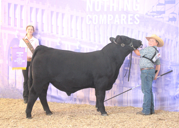 Senior Bull Calf Champion