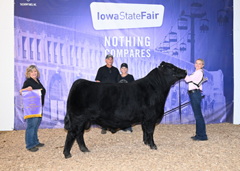 Intermediate Champion Bull