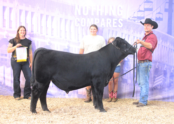 Reserve Junior Bull Calf Champion