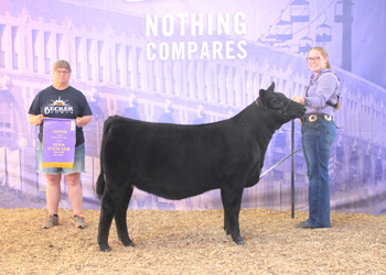 Junior Heifer Calf Champion