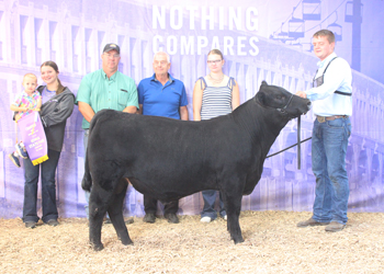 Junior Bull Calf Champion
