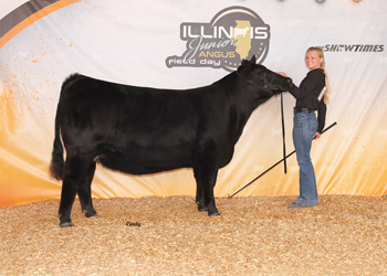 Bred-and-owned Reserve Senior Champion Female