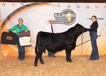 Grand Champion PGS Bull