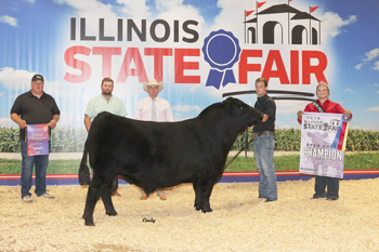 Grand Champion Bull