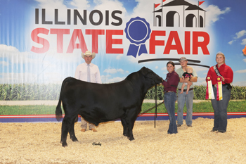 Reserve Grand Champion Bull