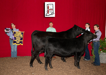 Grand Champion Cow-calf Pair