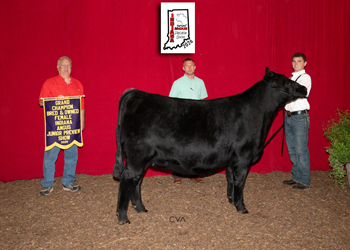 Grand Champion Bred-and-owned Female