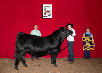 Grand Champion Bred-and-owned Bull