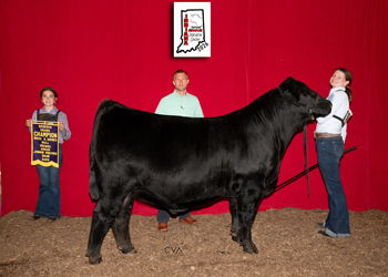 Reserve Grand Champion Bred-and-owned Bull