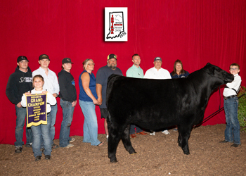 Reserve Grand Champion Steer