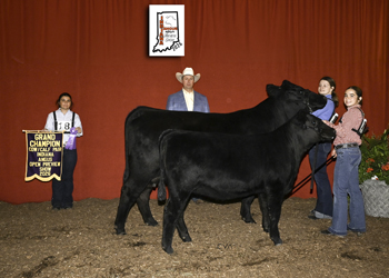 Grand Champion Cow-calf Pair