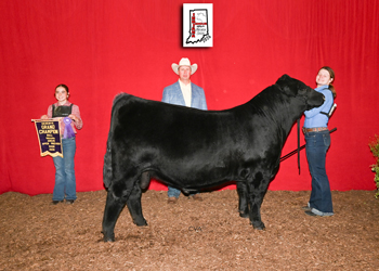 Reserve Grand Champion Bull