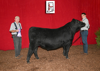 Grand Champion Bull