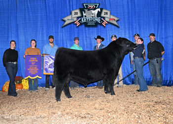 Grand Champion Bull
