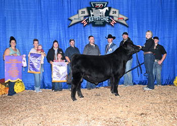 Reserve Grand Champion Bull