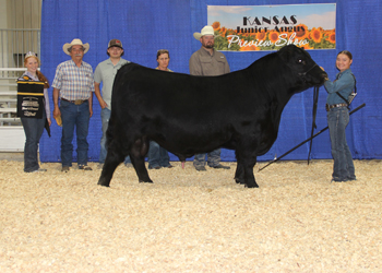 Reserve Grand Champion Bred-and-owned Bull