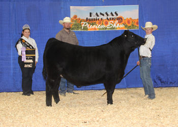 Reserve Grand Champion Steer