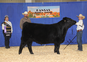 Grand Champion Steer