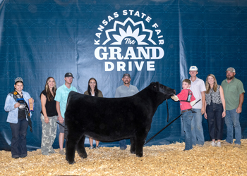 Grand Champion Steer