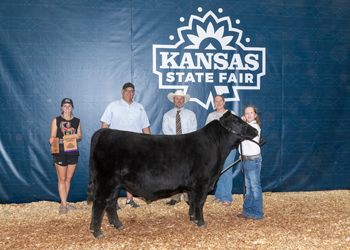 Reserve Grand Champion Bull