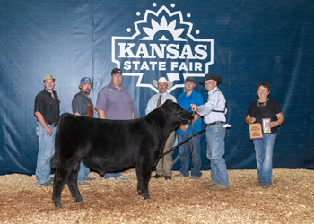 Grand Champion Bull