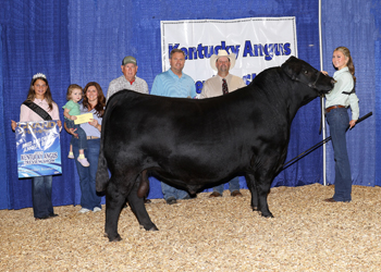 Grand Champion Bred-and-owned Bull