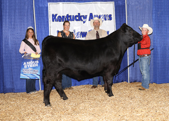 Reserve Grand Champion Steer