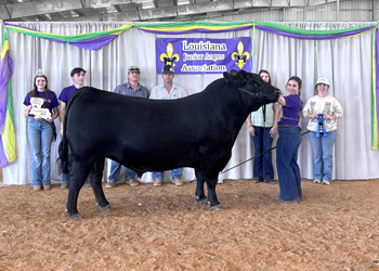 Grand Champion Owned Bull