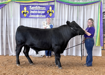 Reserve Grand Champion Owned Bull