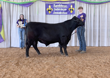 Reserve Grand Champion Bred-and-owned Bull