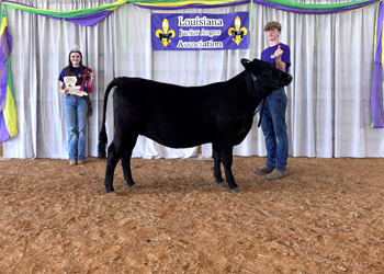 Reserve Grand Champion Bred-and-Owned PGS Female