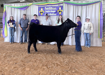 Grand Champion Bred-and-owned Female