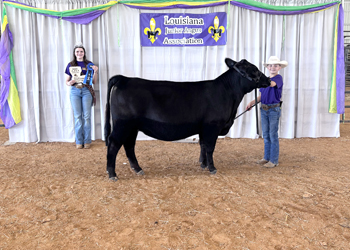 Grand Champion PGS Female