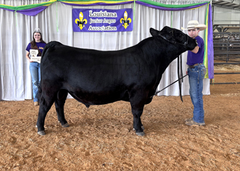 Grand Champion Bred-and-owned Bull