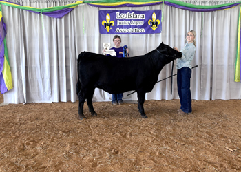 Grand Champion Bred-and-Owned PGS Female