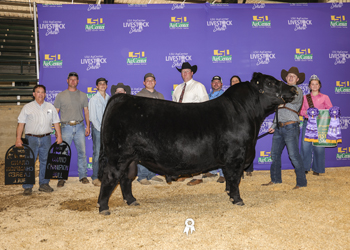 Grand Champion Bred-and-owned Bull
