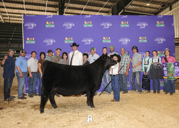 Grand Champion Bred-and-owned Female